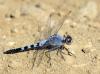 Orthetrum taeniolatum
